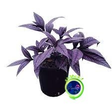 PERSIAN SHIELD TANAMAN HERBAL DAUN UNGU tanaman herbal