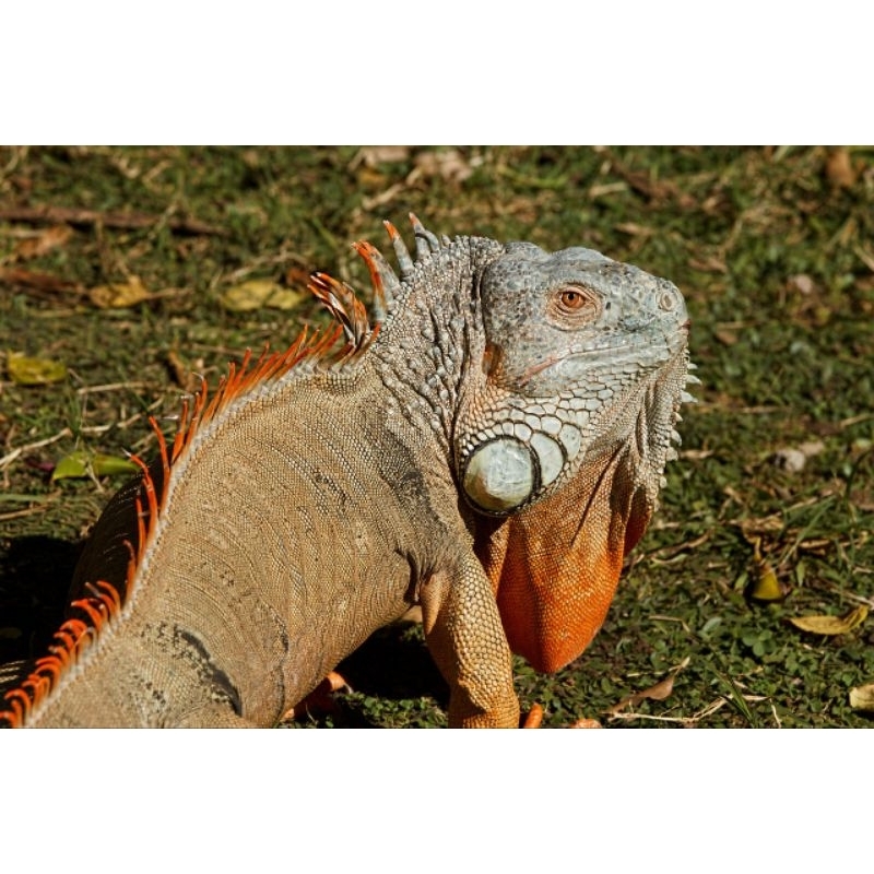 

TELUR IGUANA AMERIKA TELUR SIAP UNTUK DI TETASKAN ORIGINAL