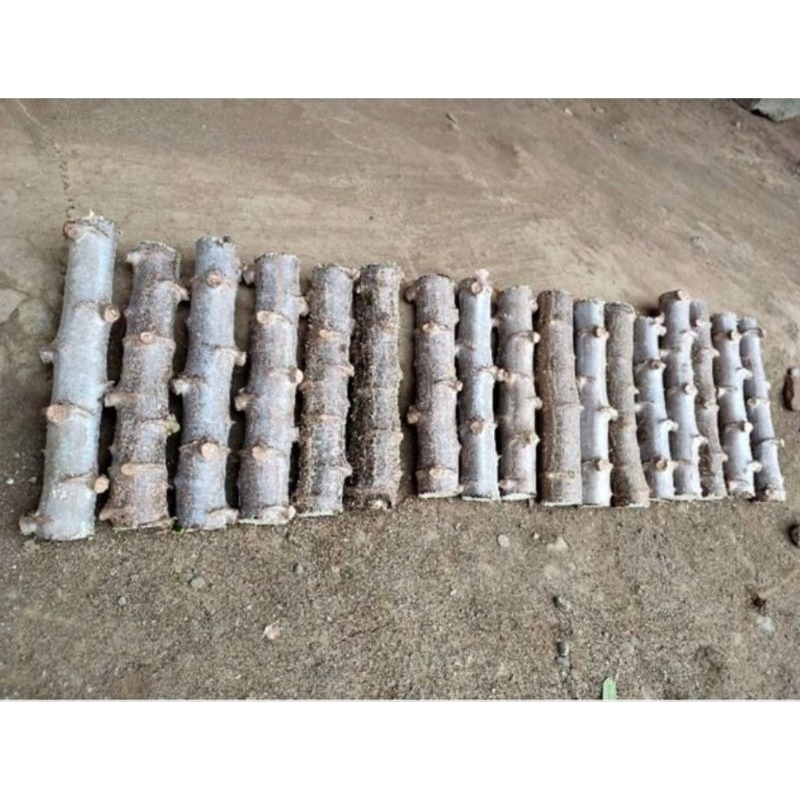 Bibit Singkong/Ketela Ketan 1 ikat