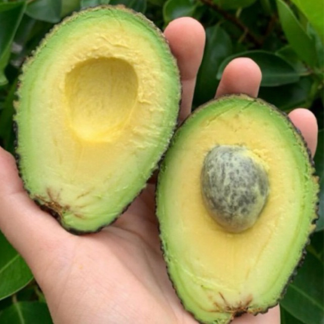 Bibit Alpukat Hass | Bibit Benih Tanaman Alpukat Lamb Hass