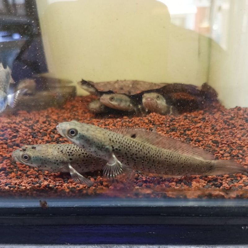 Blue Pulchra Size 8-10cm Full Dot Snakehead Gabus Hias Full Pelet Channa