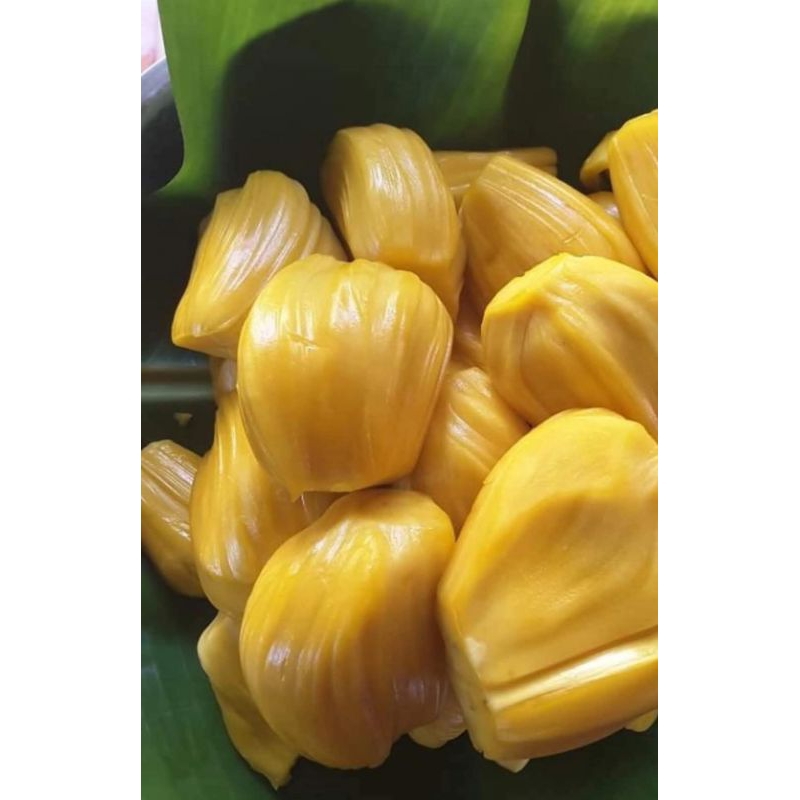

Nangka Super J33 Manis Nangka Madu