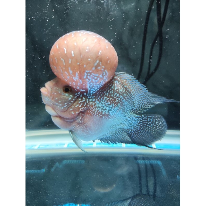 Ikan Louhan SRD Short Body Jenong Super Gede Size 4 Jari