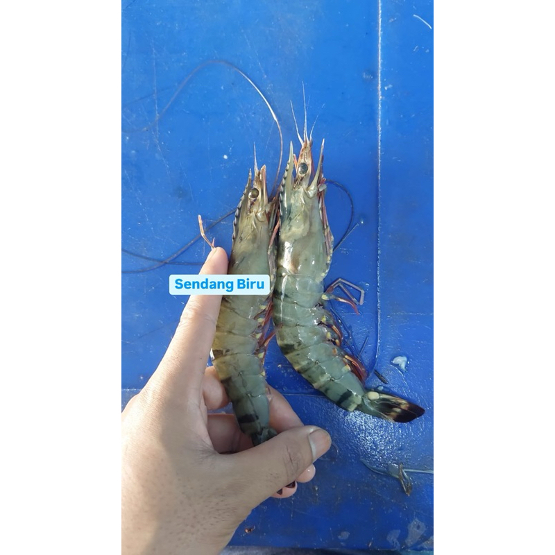 

Udang Pancet / Tiger Fresh Size 30 - 35 500Gr