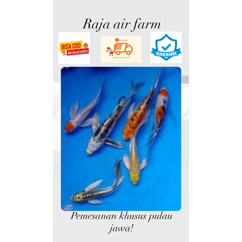*BONUS PAKAN* paket 10 ekor ikan koi metalik slayer full gondrong size 5-7 cm