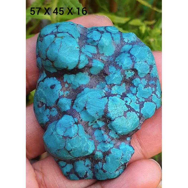 pirus Hubei lawasan kolektor item ceplok kuro besar elegan