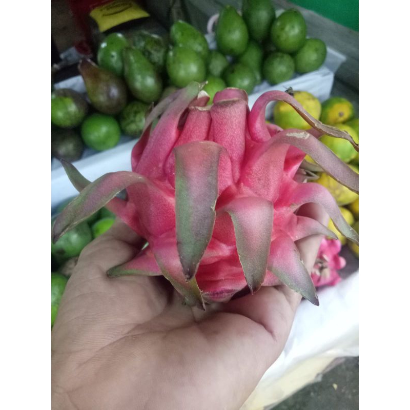 

buah naga