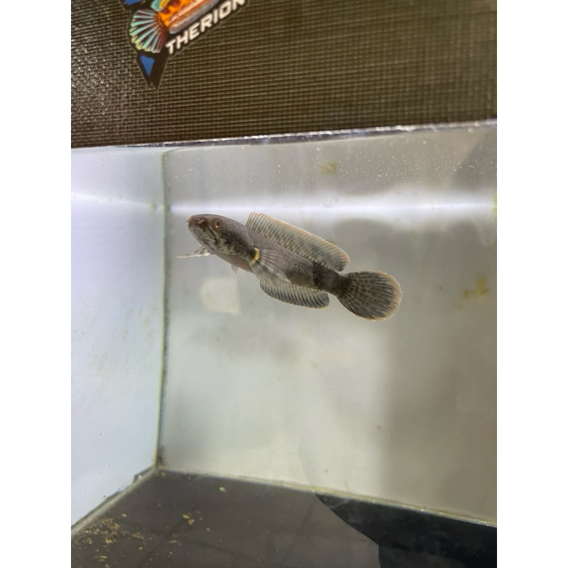 Limbata CB lawu 2-3 cm isi 10 ekor