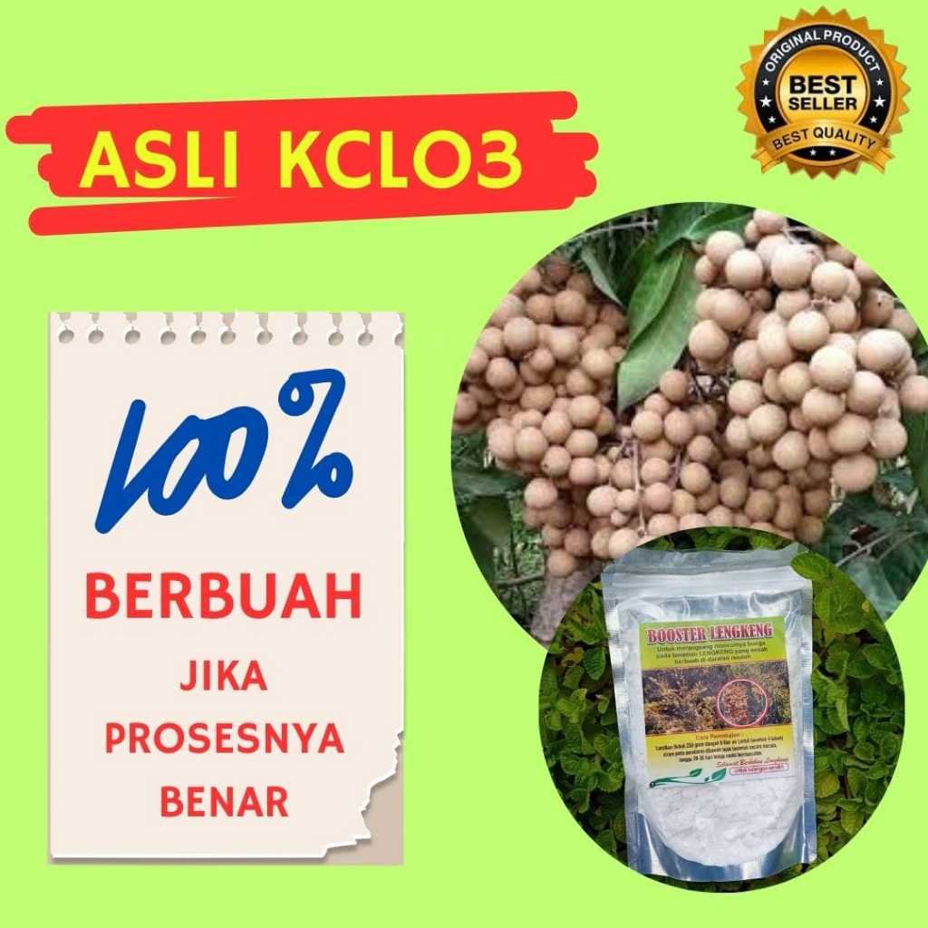 UNGGULAN  Booster Kelengkeng Stek