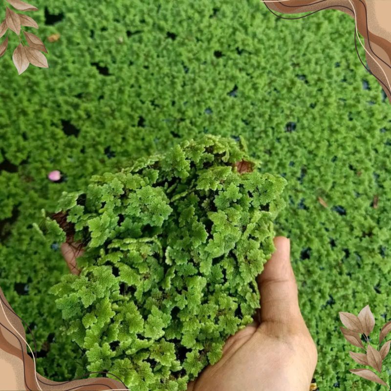 Azolla Purwodadi pakan alternatif lele | kemasan 2 kilo