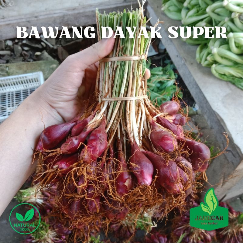 

Bawang Dayak Super 1 ikat | Bawang dayak 500gr | Bawang dayak 1kg | Bawang dayak Bibit