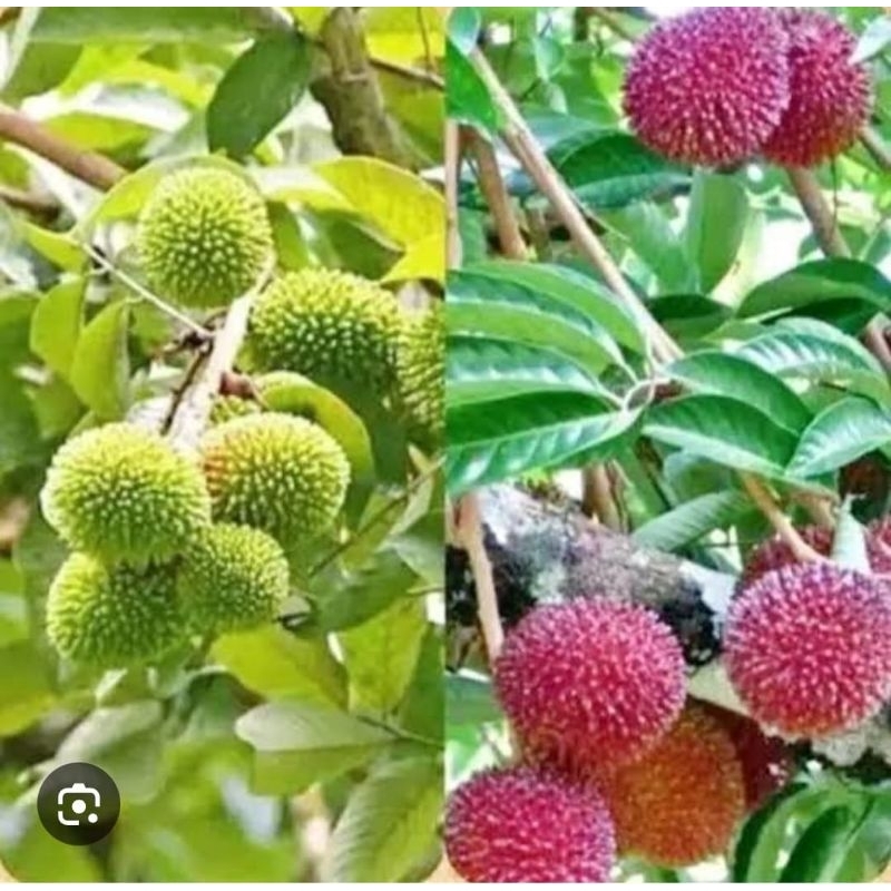 Bibit Rambutan KAPULASAN Rambutan Botak Tinggi 1,5 M