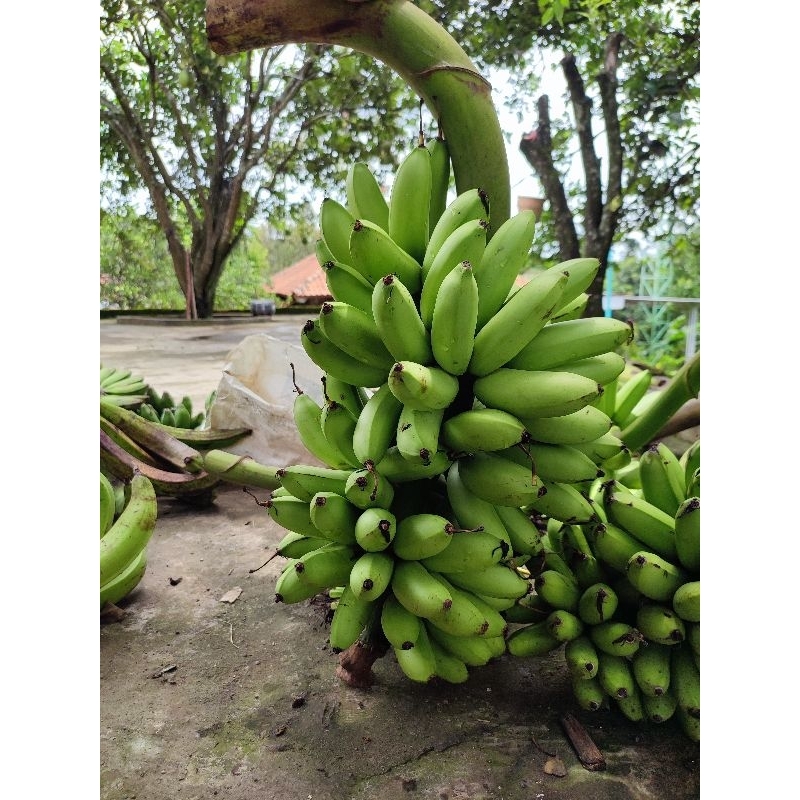 

Pisang Mas Kirana 1 tandan isi 5,6,7 sisir