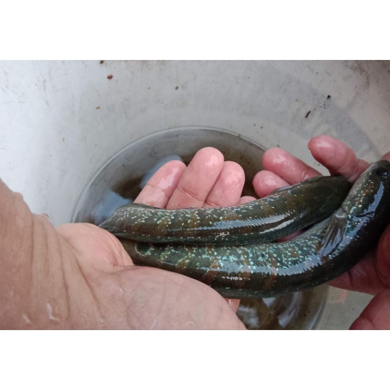 MAINAN CHANA ASIATICA WS