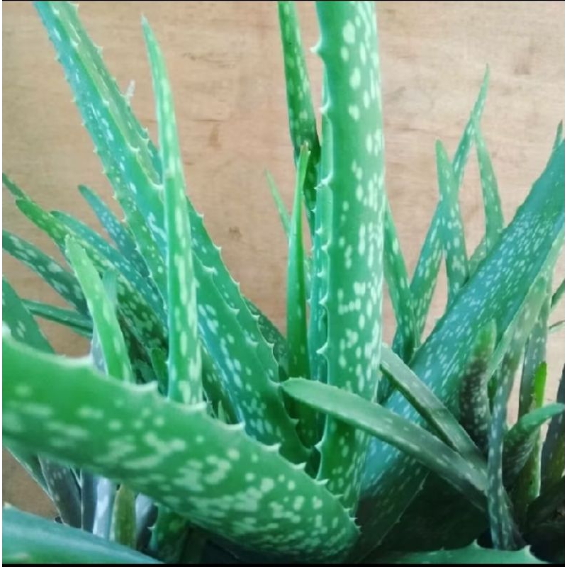 BUNGA LIDAH BUAYA, LIDAH BUAYA, TANAMAN HIAS , ALOEVERA