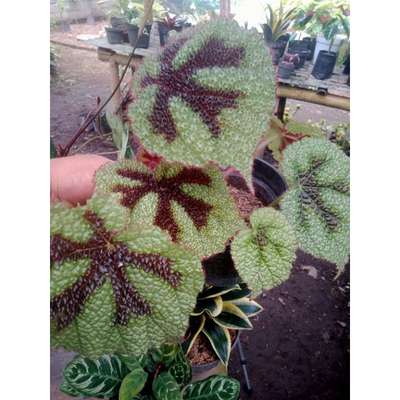 begonia karpet