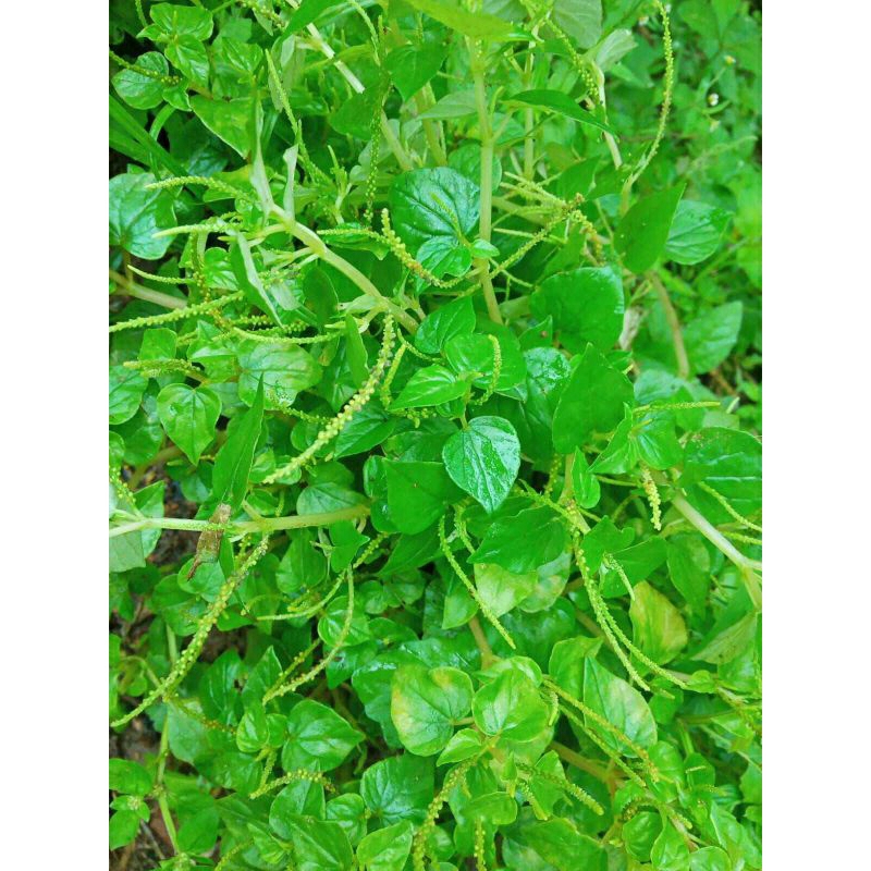 

Daun Sirih Cina Segar Beribu Manfaat/250g