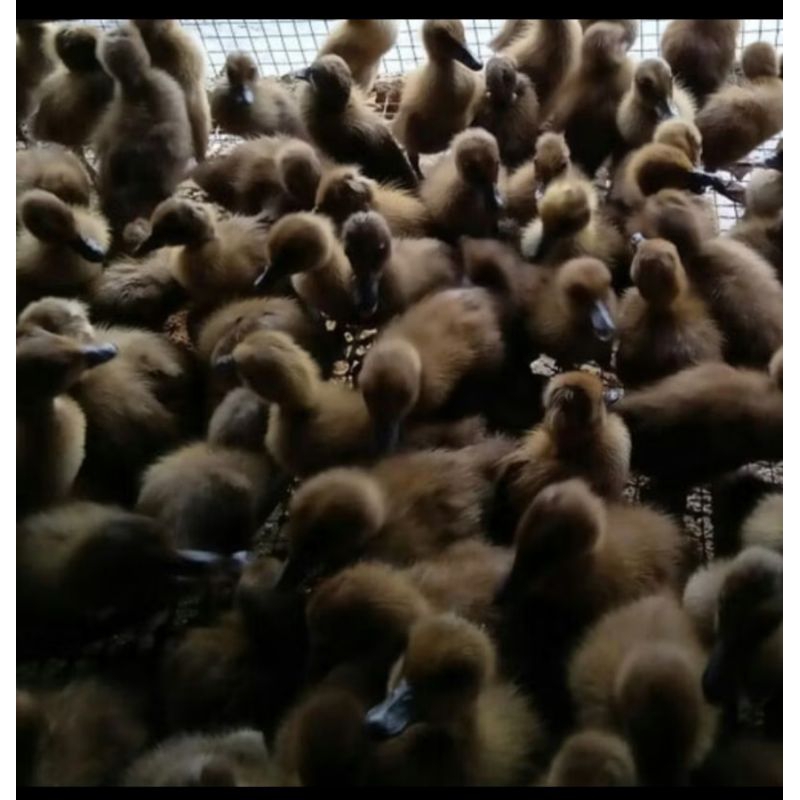 DOD Bebek petelur BETINA BELI 12 FREE 1 EKOR