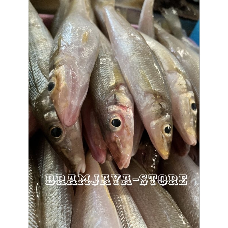 Ikan Kaca Piring Ikan Rejung Ikan Pasir-pasir DiBersihkan