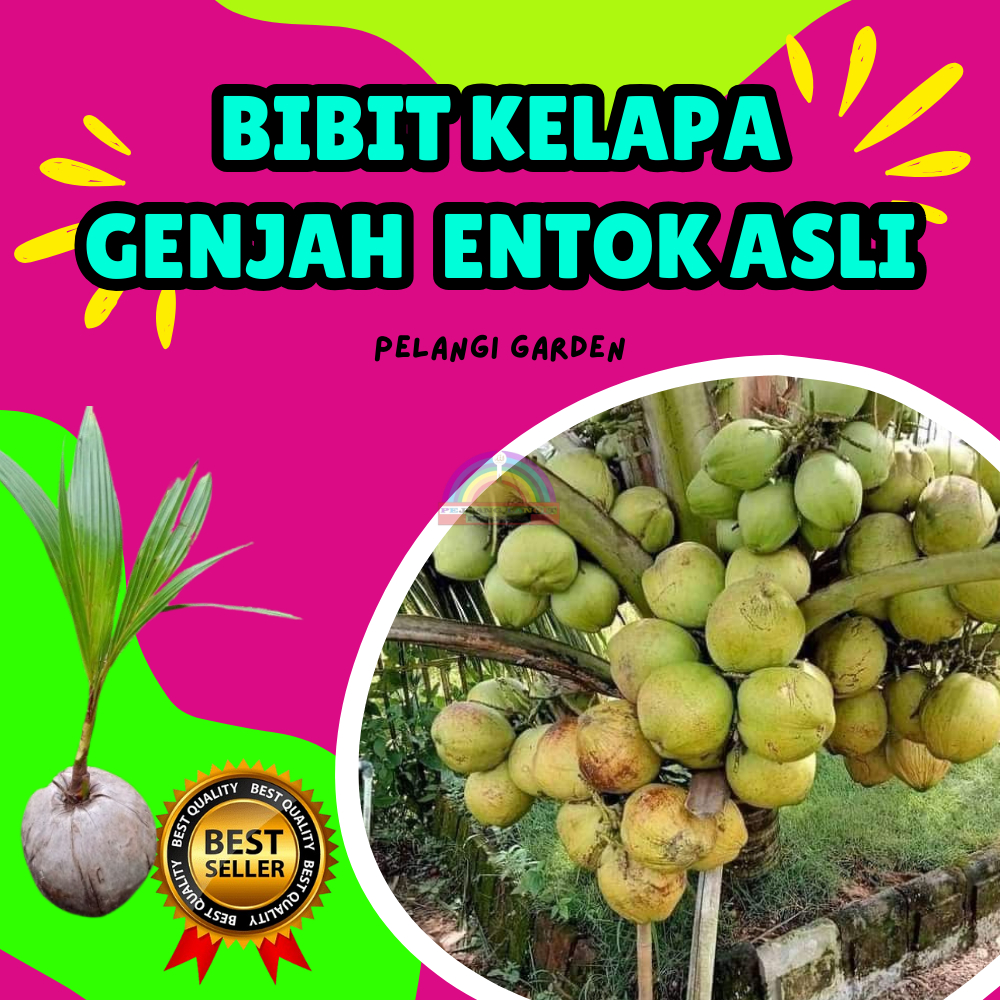 CEPAT BUAH..  Bibit Kelapa Cepat Buah