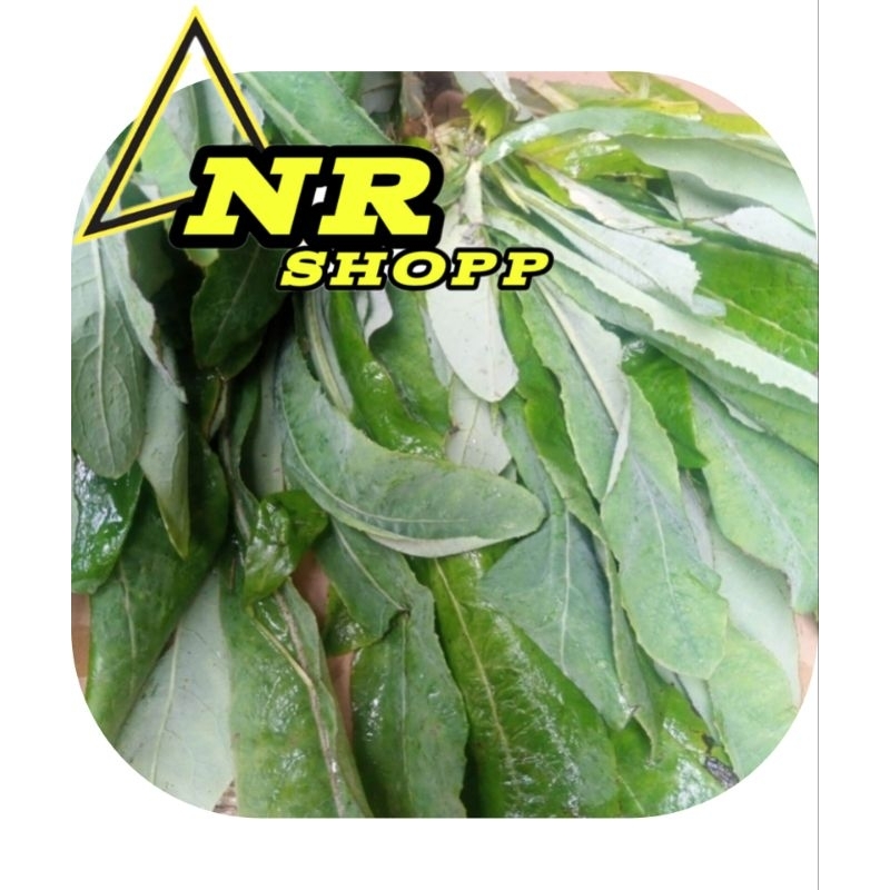 

Daun camawak/daun tempuyung/1kg fres