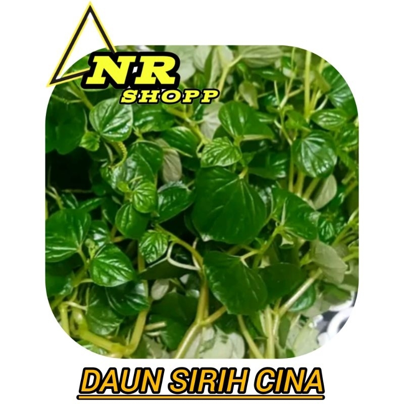 

Daun sirih cina segar per kemasan isi 1kg