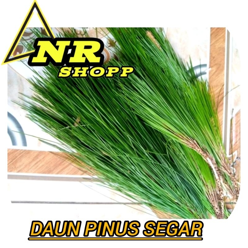 

Daun pinus segar 1kg kondisi segar barang baru dipetik