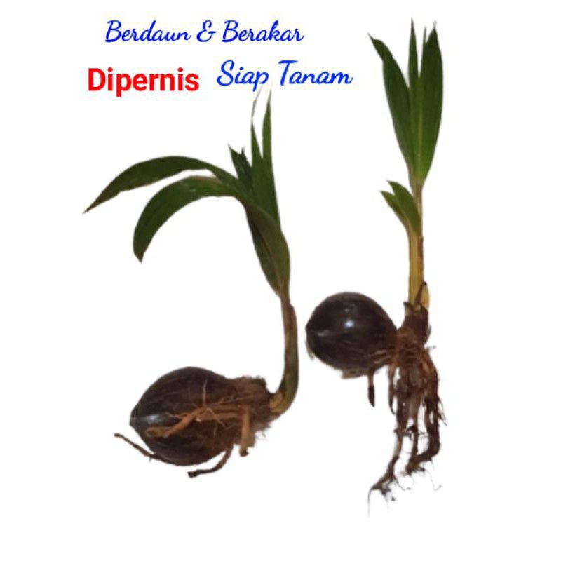 Bonsai Kelapa Gading/Bahan Bonsai Kelapa Gading Murah