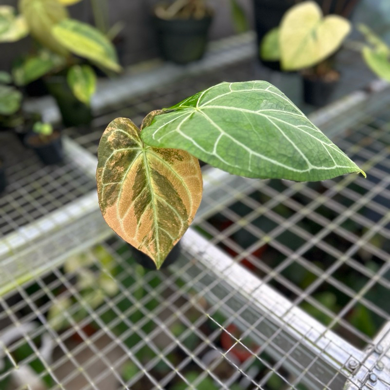 anthurium magnificum x aos varigata