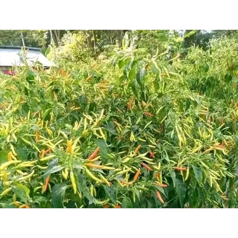 benih cabe jarum super  20 grm