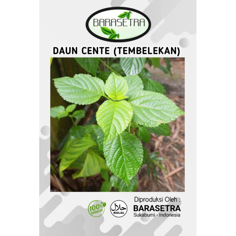 

CENTE atau TEMBELEKAN atau ceunte. daun yang memiliki kandungan gizi didalamnya. segera Order sekarang di toko kami, daun cente atau tembelekan atau Lantana terbaik untuk anda kami suguhkan kualitas terbaik dengan packaging rapi. Order sekarang juga.