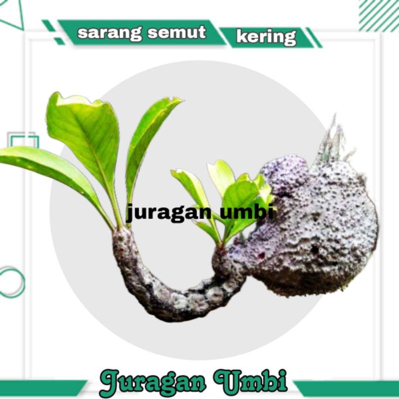 

sarang semut merah asli papua kemasan 500 gram