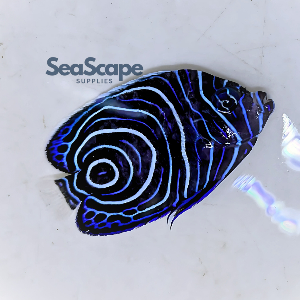 Ikan Hias Akuarium Air Laut Angel Blustun Asli (Emperor Angelfish Juv.) Bluestone Koran Aquarium Aqu