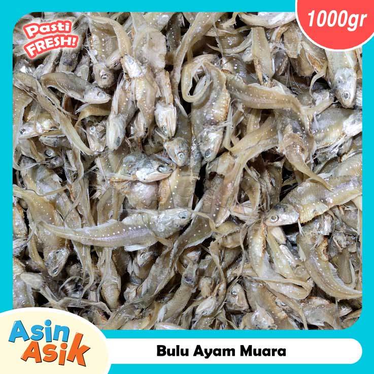 

Ikan Asin Bulu Ayam Muara Premium Kualitas Super Segar Fresh 1kg