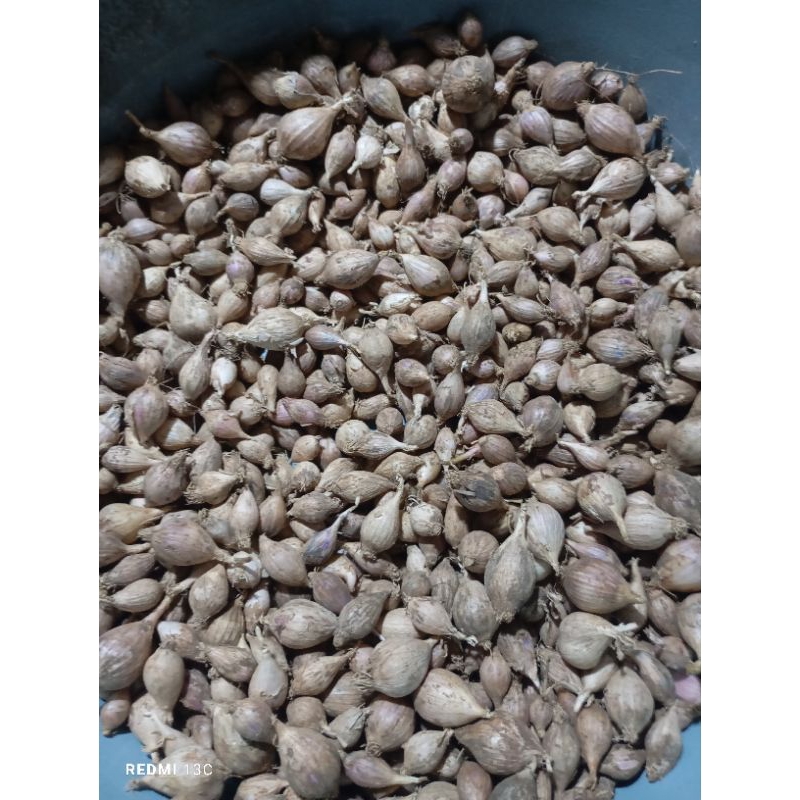 

Bawang putih lanang lokal 250 gram
