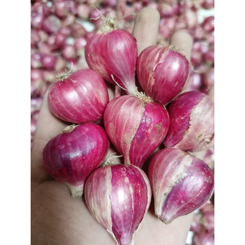

Bawang merah murah 1 kg Besar|bawang merah|bumbu masak