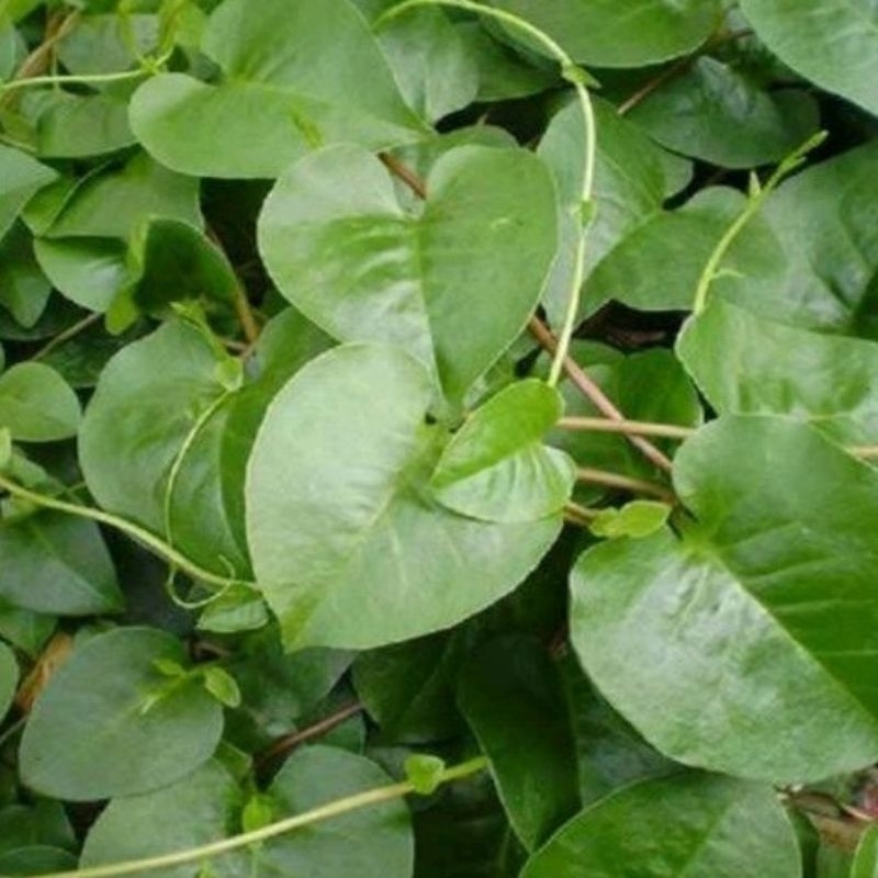 

Daun binahong hijau segar 250gr/ termurah