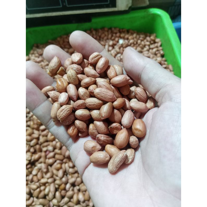 

Kacang Tanah/ Kacang Suuk