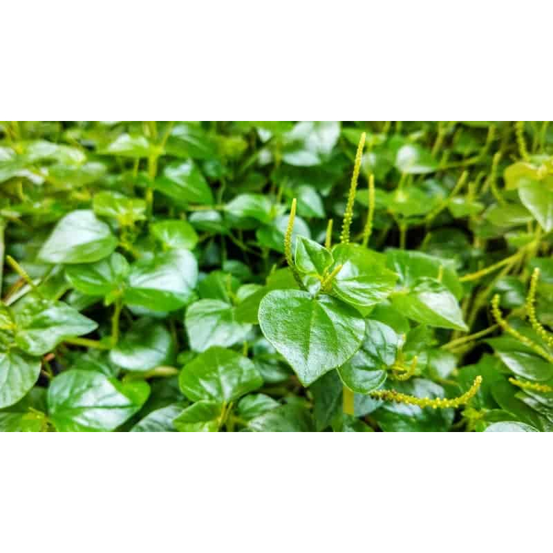 

cecer kempes/ sirih cina per 10 pohon