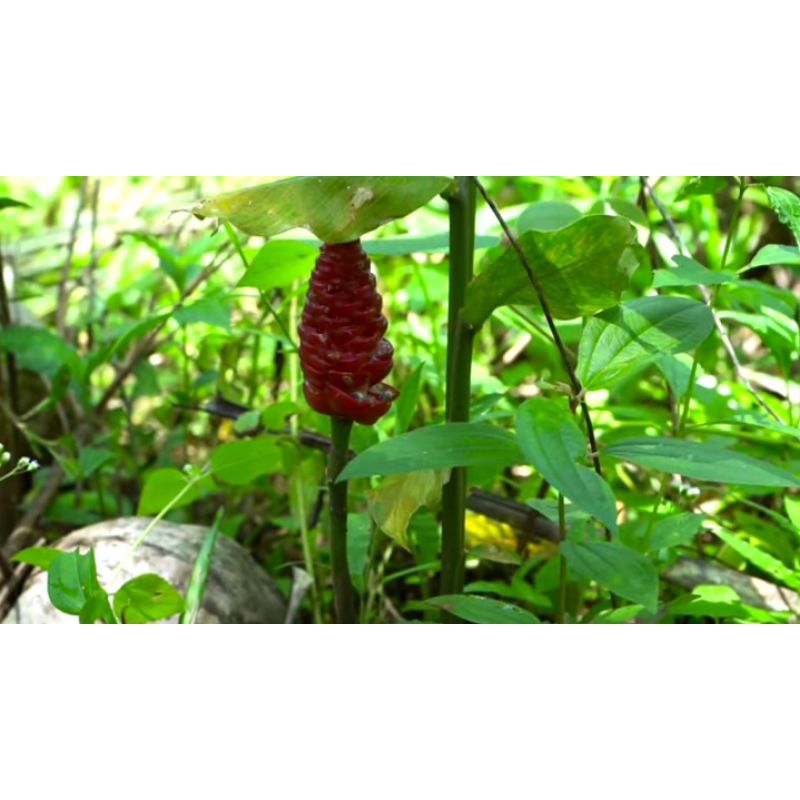 

daun lampuyang /lampuyang