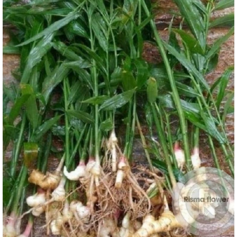 Pohon jahe emprit / tanaman jahe emprit