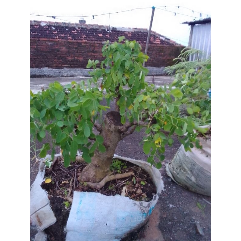 BAHAN BONSAI ILENG ILENG