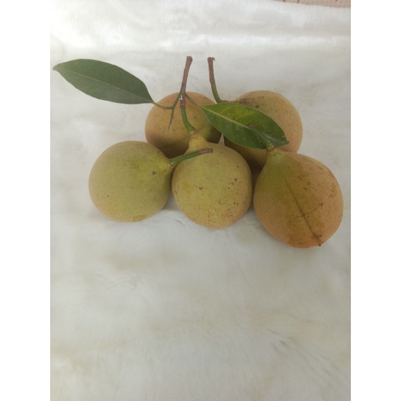 

buah pala utuh segar 1000 gr