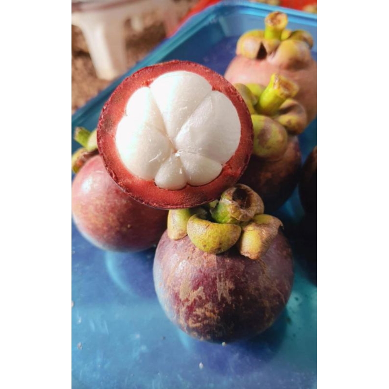 

Manggis jombang / kg