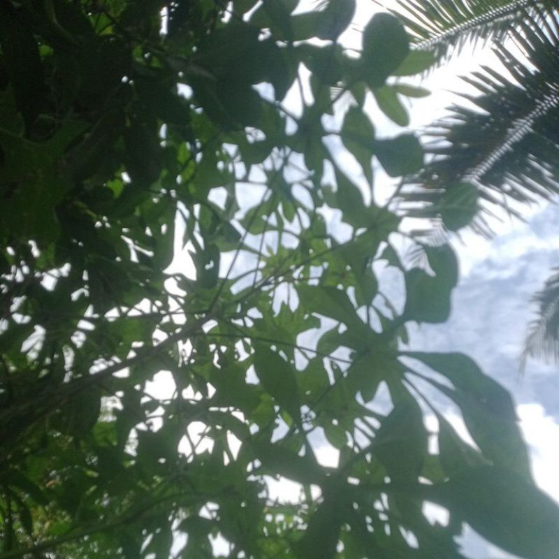 

stek batang bibit singkong papua 1kg pakan ternak