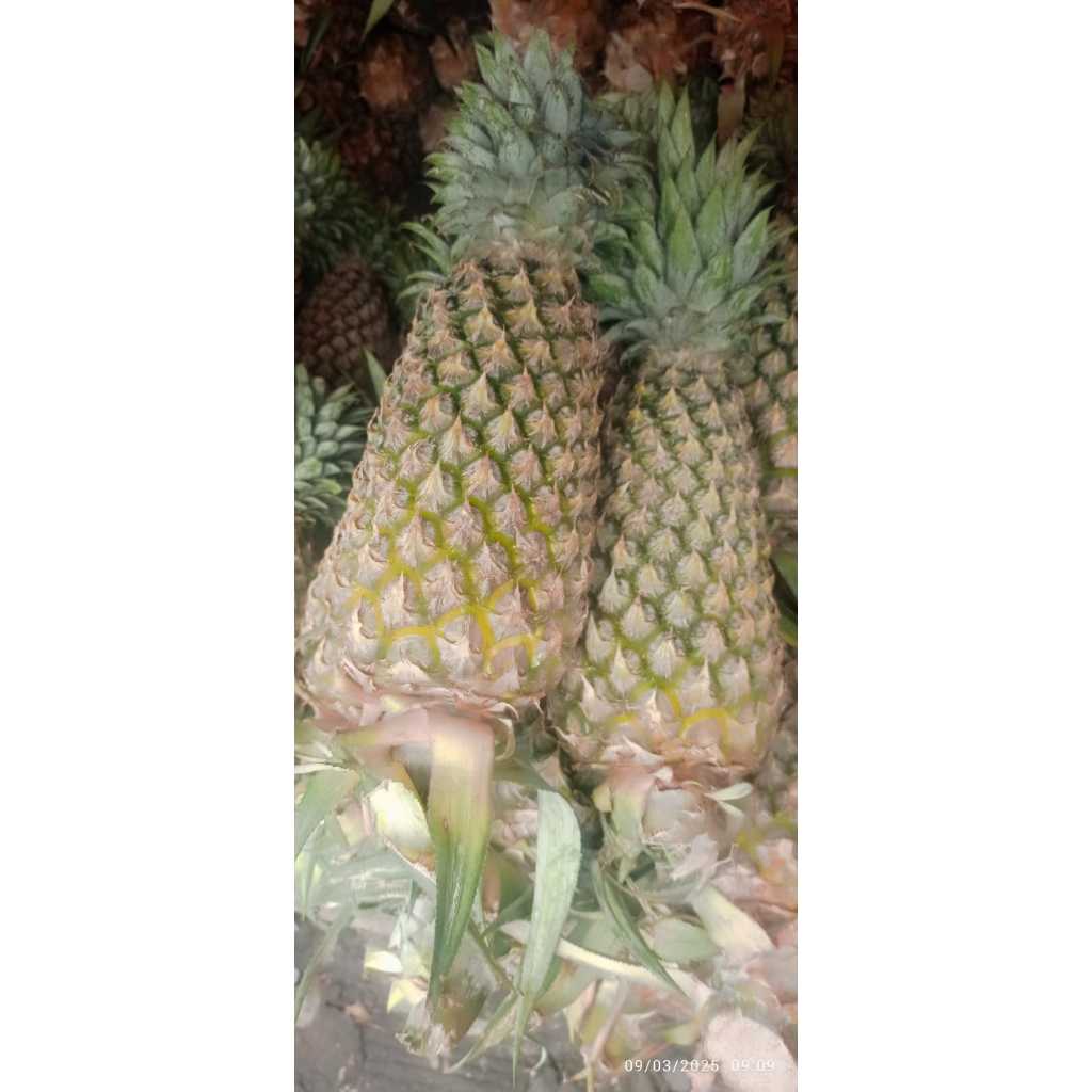 

NANAS MADU PALEMBANG BESAR - SATUAN DAN SUDAH DI PARUT