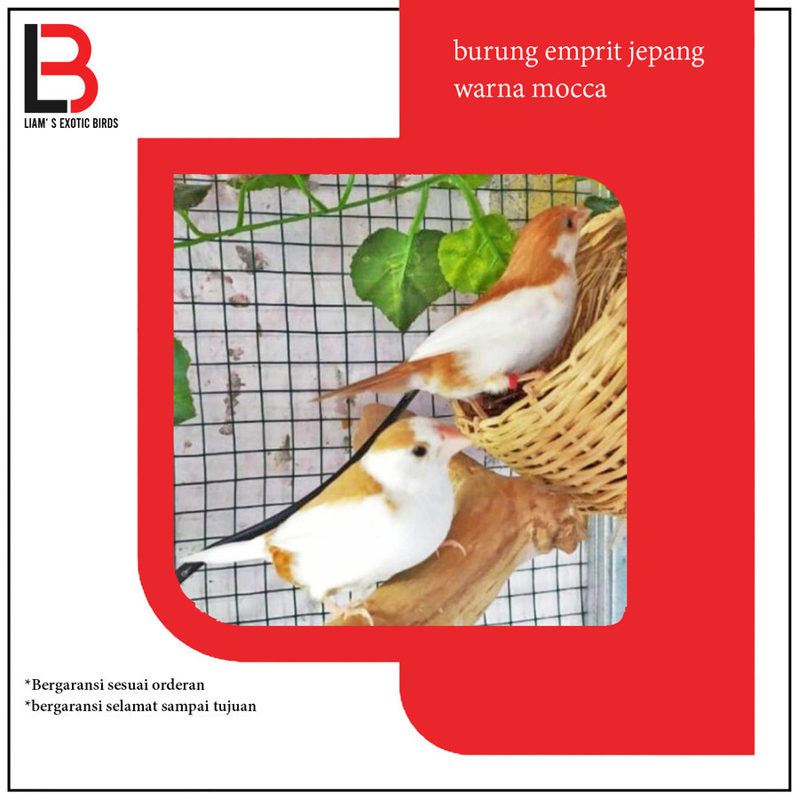 Burung Emprit Jepang Emje Finch warna Mocca Siapan Sepasang/Satuan