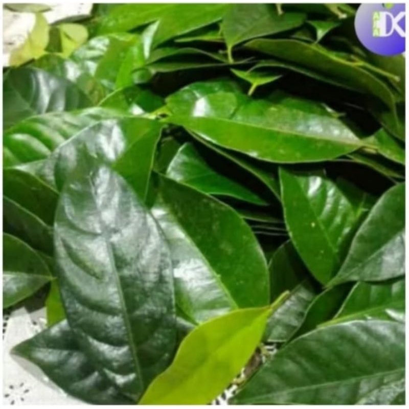 

daun pala segar fresh 500g