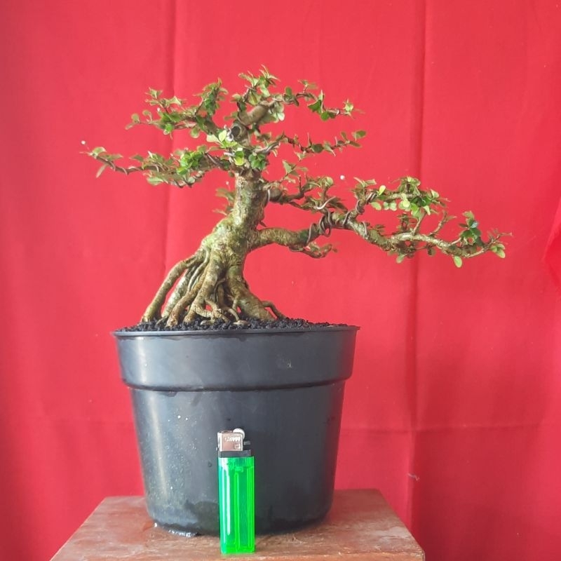 bonsai mirten duri realpict