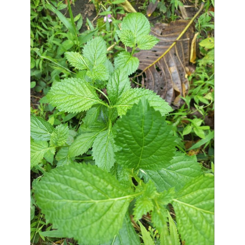 

pohon pecut kuda / jarong segar 1kg